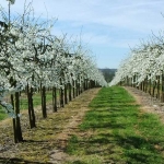 Apple orchard in bloom, Kent