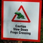 Anyone for a game of Frogger?
