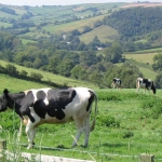 Oooh ahhhhh Farmer Giles: The beautiful Devonshire countryside