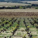 'Cotes Du Rhone' country: Vines as far as the eye can see